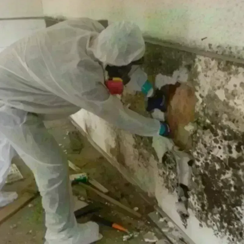 Mold Remediation and Removal in Lorton, VA